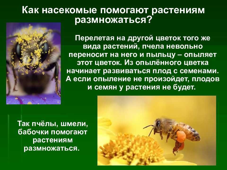 Плешаков. 3 класс. учебник №1, с. 4 – 9 |  развивайка