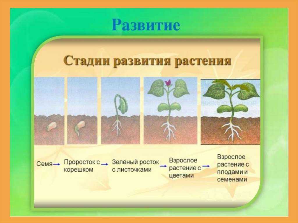 Гдз к рабочей тетради по окружающему миру 3 класс плешаков – 1, 2 часть