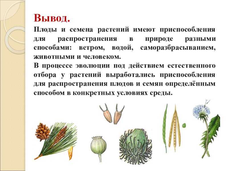 ГДЗ рабочая тетрадь по окружающему миру 3 класс часть 1 Плешаков Размножение и развитие растен Составь толковый словарик по теме Опыление Для этого укажи стрелками пояснения к словам В случае затруднений используй текст учебника