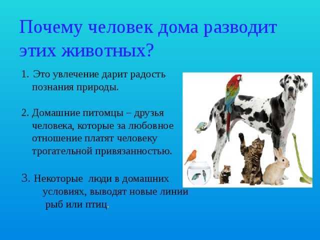 ГДЗ учебник по окружающему миру 2 класс часть 1 Плешаков страница 81 Номер 1 Объясни, каких животных называют дикими, а каких домашними