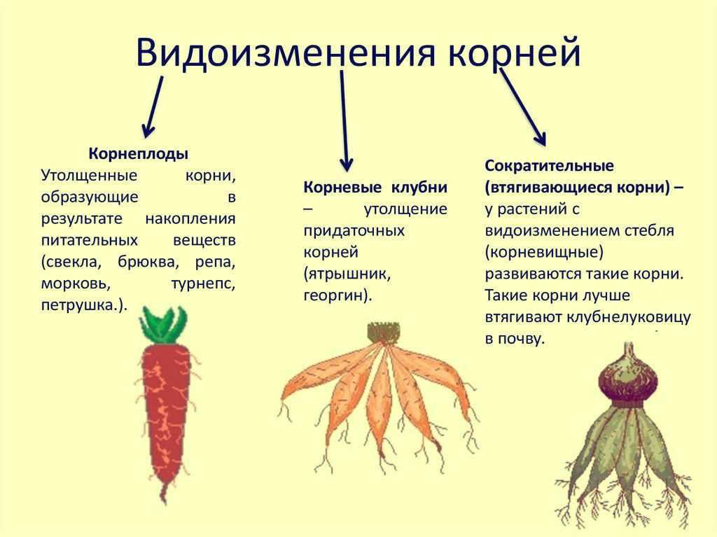 Гдз школа россии, окружающий мир - 2 класс, (плешаков, гара, назарова)