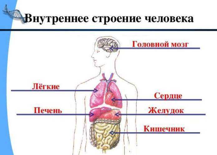 Гдз решебник по окружающему миру 2 класс плешаков рабочая тетрадь просвещение
