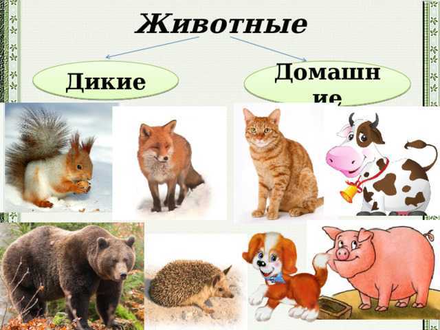 Гдз окружающий мир 2 класс рабочая тетрадь 1 часть плешаков