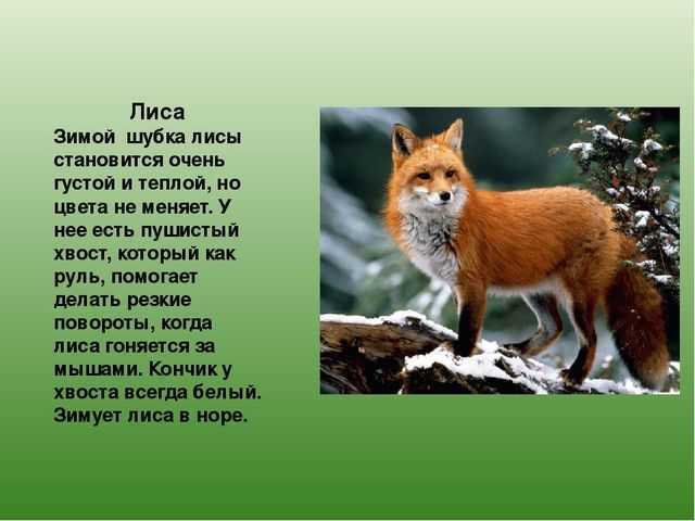 Окружающий мир 2 класс 1 часть. какие бывают растения? стр. 56 – 59